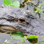 Dubai Crocodile Park
