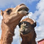 The Camel Farm Dubai