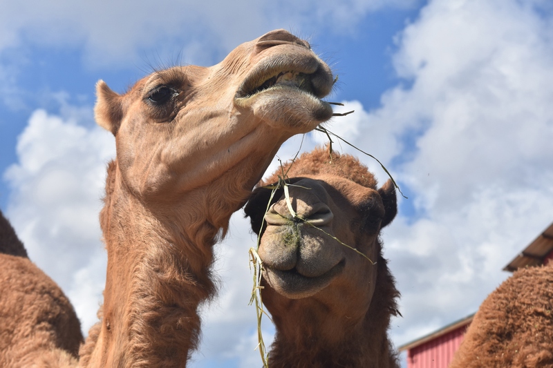 The Camel Farm Dubai